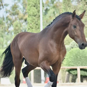 The Future of the Purebred Spanish Horse